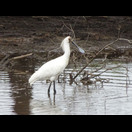 Ein australischer Löffelreiher (Platalea regia)